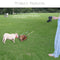 Retractable Double Dog Leash with 360° Tangle – Adjustable Belt for Two Dogs, Lightweight and Durable