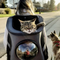 Travel Cat Backpack for Larger Cats - Cat Carrier Adventure Backpack
