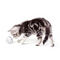 Smart Interactive Cat Toy Laser Ball